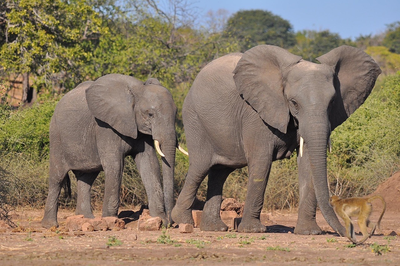 elephant, mammal, wildlife, nature, safari, animal, wild, trunk, bush, park, ivory, outdoors, large, big, african elephant, travel, savanna, botswana, landscape, national, africa, reserve, tourism, grass, family, herbivore, wilderness, natural, tusk, environment, herd, group, brown grass, brown park, brown group, elephant, elephant, elephant, elephant, elephant, african elephant, botswana